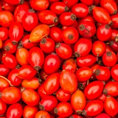 Close-up of many red rose hips