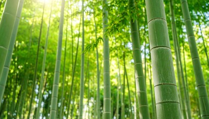 Obraz premium Lush bamboo forest bathed in sunlight