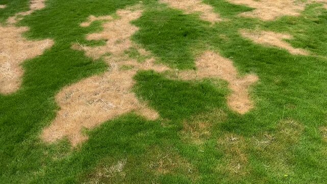 Patchy Lawn with Brown and Green Grass Showing Drought Stress