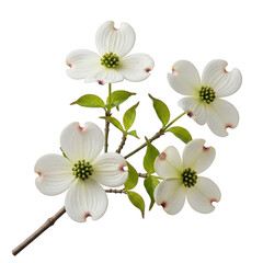 White dogwood flowers isolated on transparent background transparent background