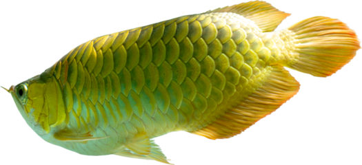 Golden arowana fish