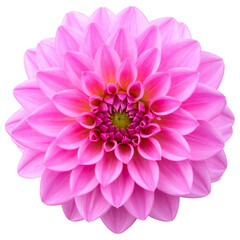 A stunning pink dahlia flower, with its delicate petals, is captured in a beautiful macro closeup against a clean white background
