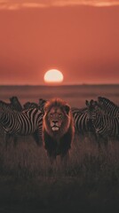 Lion Majestically Stands Amidst Grazing Zebras in African Savannah During Vibrant Orange Sunset, Evoking Wilderness Serenity and Power
