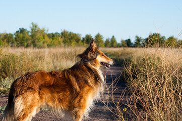 portrait of a german shepherd