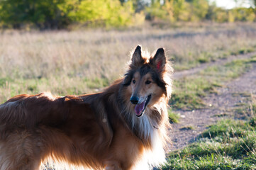 german shepherd dog