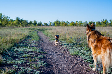 dog running in the field