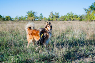 two dogs running