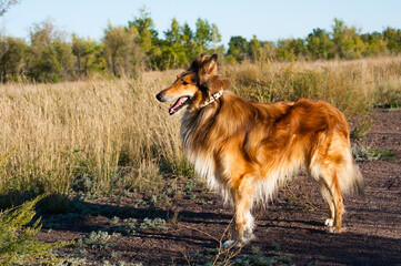 dog on the grass