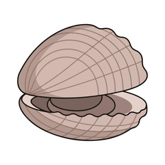 cockle vector illustration design