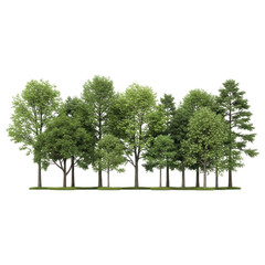 A stand of deciduous trees isolated on transparent background transparent background