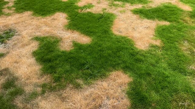Patchy Lawn with Brown Dry Grass and Green Grass. Neglected Grass Concept.