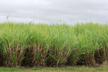 Obraz premium Field of tall sugar cane blades under a cloudy sky