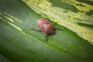 Stink Bug found in tropical climates eaten in some Asian countries, Also having a strange smell...