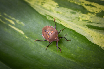Stink Bug found in tropical climates eaten in some Asian countries, Also having a strange smell when crushed
