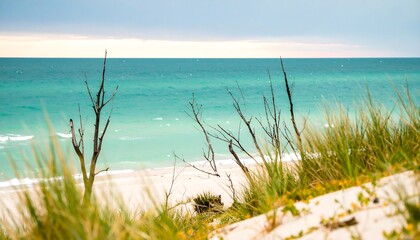 Coastal dune scene with teal ocean,  bare branches, and beach grass