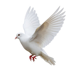 Obraz premium pigeon isolated on white 