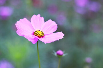Obraz premium ピンクの可愛いコスモスの花