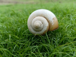 Snail Skull on Green Field Landscape Macro Photography