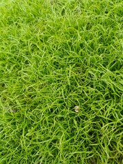 Pure Green Field Landscape – Nature’s Freshness and Peaceful Scenery