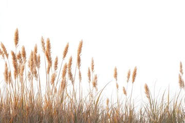 Dried grasses against a white background (1)