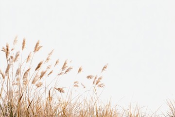 Fototapeta premium Dry grasses against white background