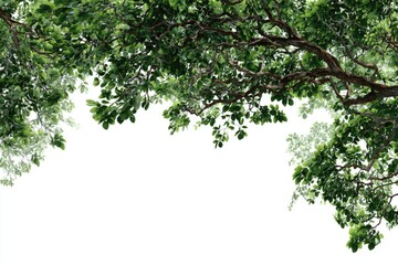 Lush green foliage canopy