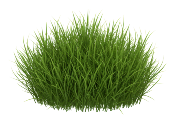 Isolated clump of lush green grass with vibrant color for compositing, landscaping art