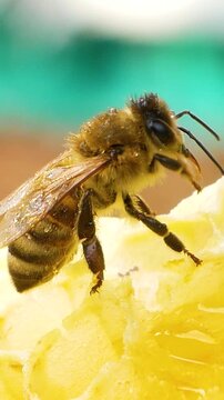 Two bees sit on a golden honeycomb and process and produce bee honey. Close-up. Production of organic bee honey. The concept of a proper healthy diet without sugar