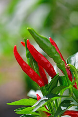 Thay chili on its plant