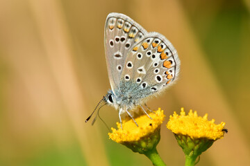 common blue, butterfly on a tansy flower