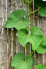 christophine plant with green leaves in summer