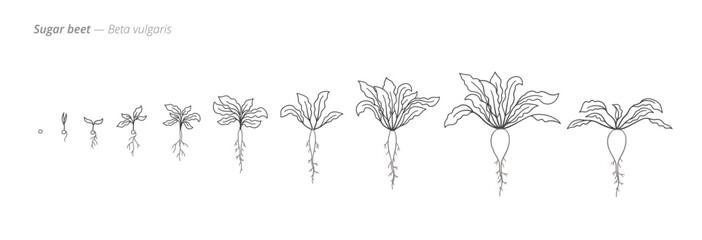 Growth stages of sugar beet from seed to harvest. Botanical monochrome black and white hand drawn vector Illustration