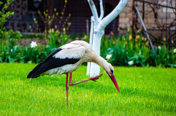 White stork standing on green grass with red beak in spring garden background. Elegant white stork with red beak standing on fresh green lawn in spring garden setting.