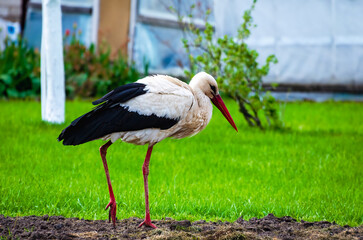White stork standing on green grass with red beak in spring garden background. Elegant white stork with red beak standing on fresh green lawn in spring garden setting.