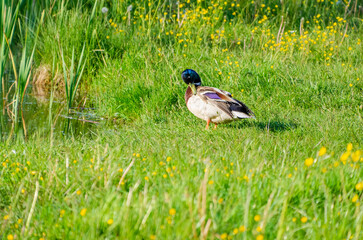 Colorful mallard duck standing on green grass with yellow wildflowers in spring sunlight. Wild mallard duck with iridescent feathers resting on fresh green meadow surrounded by spring flowers.