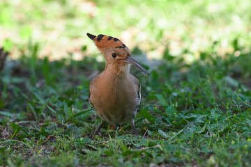 Eurasian hoopoe on ground