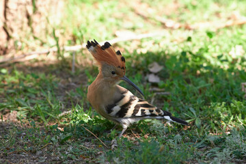Eurasian hoopoe