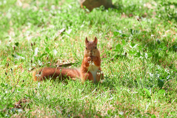 Red squirrel