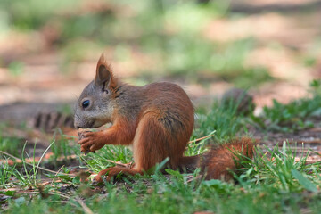 Sciurus vulgaris