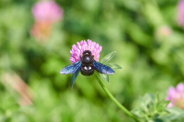 Xylocopa valga