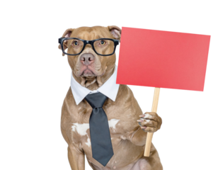 Brown pit bull wearing glasses, a white shirt collar and black tie, holding a red sign with one paw.