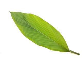 Turmeric leaf (Curcuma longa) isolated on white background	