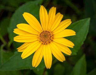 A vibrant yellow flower with numerous petals, centered and sharply focused against a blurred green foliage background