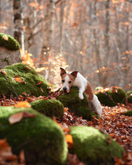 A Jack Russell Terrier playfully balances on a mossy log in a serene autumn forest. The warm tones of fallen leaves and dappled sunlight add depth to the scene.