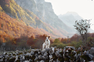 A Jack Russell Terrier sits on a rocky path in a picturesque mountain valley surrounded by fall...