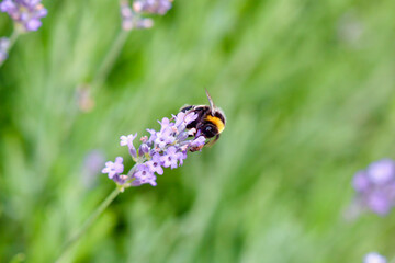 A close-up of a bumblebee gathering nectar from a purple lavender flower against a green background.