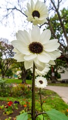 Close-up of three white flowers (2)