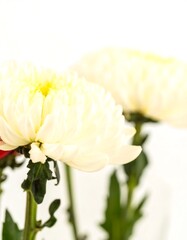 Close-up of two creamy white chrysanthemums
