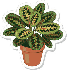 Vibrant Calathea Plant in Pot Houseplant Illustration
