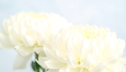 Close-up of two white chrysanthemums